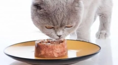 Krmivo cat: ako si vybrať vysokú kvalitu